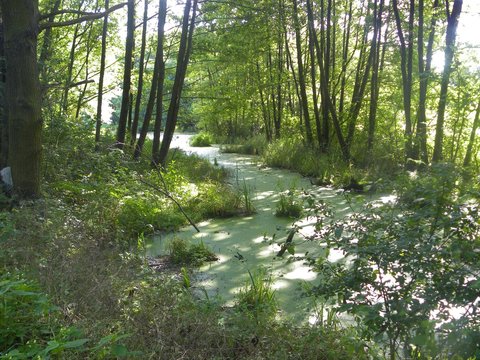 Natura wok&oacute;ł nas