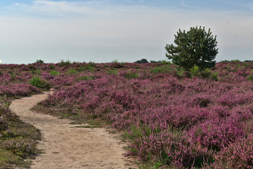 Fototapeta na wymiar Veluwezoom - die Heide blüht