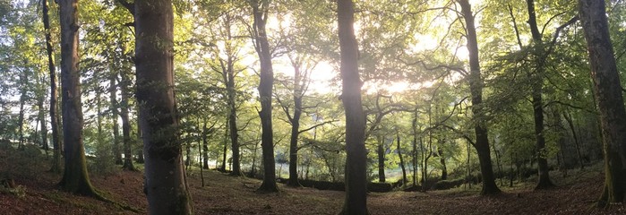 Panoramic of forest with sunset shining through the trees