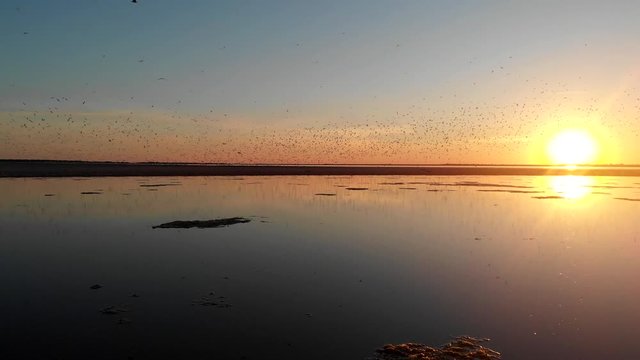 Sea estuary. Flight over water. Sunset over the estuary. Birds fly over the water surface.