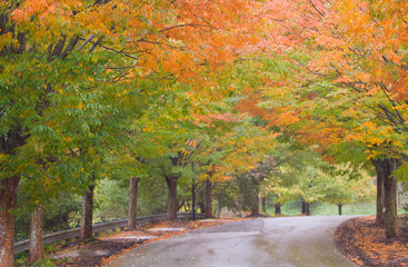 Fall Colors Autumn Scene Washington DC 