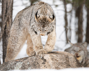 Canadian lynx in the wild