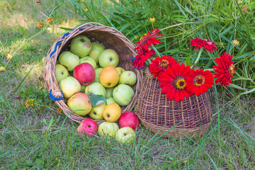 Summer gardening concept. Ripe apples in wicker basket and red zinnia flowers in summer garden...