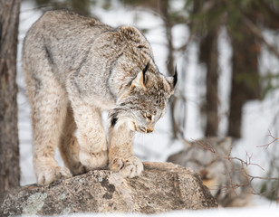 Obraz premium Canadian lynx in the wild