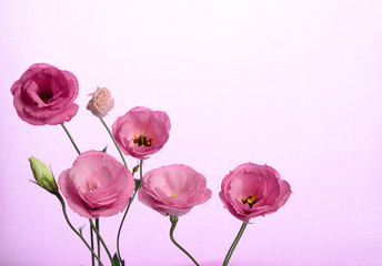 Beautiful flower composition of pink eustoma on pink background. Floral background. Valentines day. Happy birthday.
