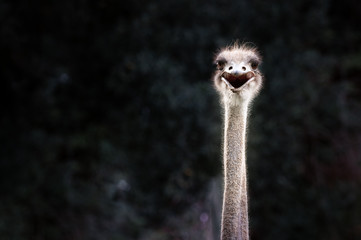 Smiling ostrich protrait against dark background - obrazy, fototapety, plakaty