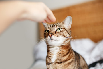 Man woman giving open empty hand palm to tabby cat. Relationship of owner and domestic feline animal pet. Adorable furry kitten friend. Person trying to train or stroke a cat.