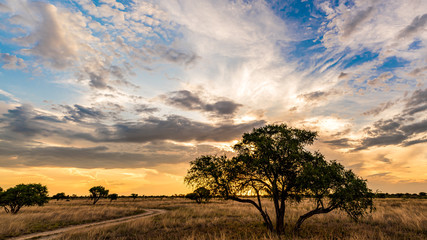 Kalahari sunset with tree silhouetted against cloudy skies