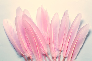 Pink feathers