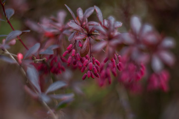 Barberry is a beautiful bush. Selective focus, blurred background, shallow depth of field. Tinted image.
