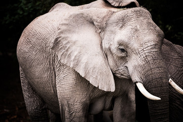 A dramatic portrait image of an elephant on safari in South Africa.