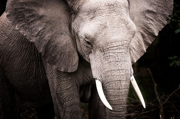 A dramatic portrait image of an elephant on safari in South Africa.