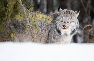 Canadian lynx in the wild