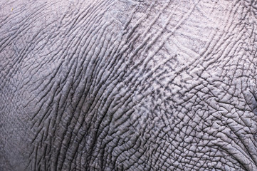 Naklejka premium Rough gray close-up of an elephant skin