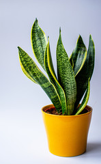 snake plant on a yellow pot 