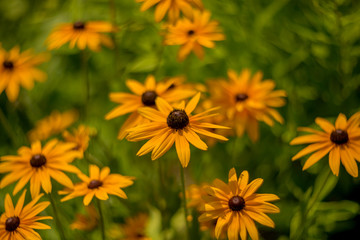 Fototapeta premium Rudbeckia blossoms on a summer day. Selective soft focus, shallow depth of field.