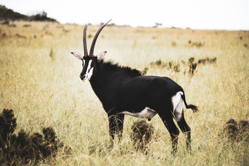 Sable antelope in the fynbos in South Africa © Hussmann