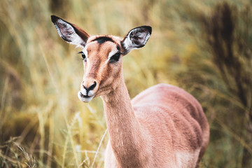 Portrait of an impala in the Fynbos in South Africa