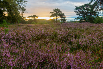Fototapeta premium A sunrise at the National park Brunssumerheide in het Netherlands, which is in a warm purple bloom during the month of August.