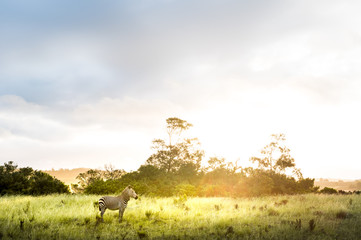 Zebra in fynbos against a dramatic sky at sunset in backlight in South Africa