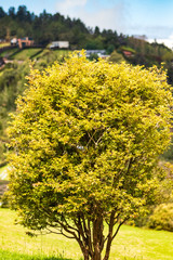 Naklejka premium Arbol pequeño