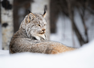 Lynx canadien à l& 39 état sauvage