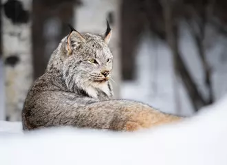 Wall murals Lynx Canadian lynx in the wild