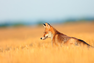 Red fox (Vulpes vulpes) on a freshly mown stubble.Portrait of a young fox on a field in a yellow stubble.