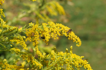 Obraz premium Flowering Canada goldenrod or Canadian goldenrod (Solidago Canadensis), family Asteraceae or Compositae. Summer in a Dutch garden. August, Netherlands. Flies: Eristalis and Lucilia 