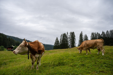 Fototapeta na wymiar Mountain cows grazing on an alpine pasture in the Austtria in summer.