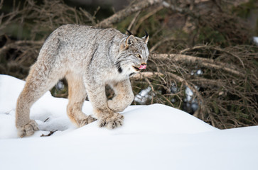 Fototapeta na wymiar Canadian lynx in the wild