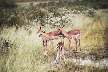 Naklejka na ściany i meble Herd of impalas in the fynbos in South Africa