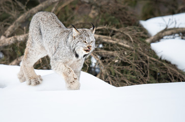 Canadian lynx in the wild