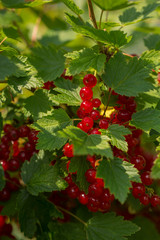 Berries of red currants on the bushes on a summer sunny day close-up. Selective focus.