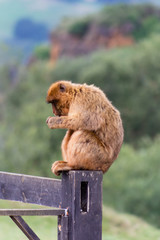 Cabárceno, la envidia cántabra. Destino idóneo para los amantes de los animales, parada obligatoria para familias, parejas y demás que deseen contemplar esta belleza natural.