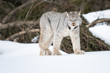 Canadian lynx in the wild © Jillian