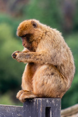 Cabárceno, la envidia cántabra. Destino idóneo para los amantes de los animales, parada obligatoria para familias, parejas y demás que deseen contemplar esta belleza natural.