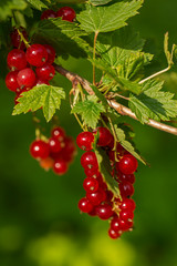 Berries of red currants on the bushes on a summer sunny day close-up. Selective focus.