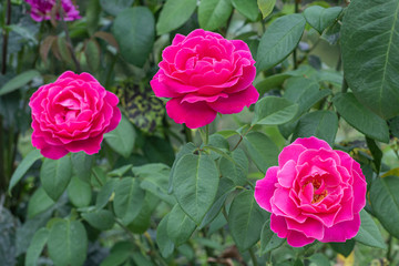 Flores de cantabria. El valle del Saja.
