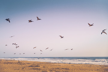 Empty sand beach and flock of flying pelicans.Pacific Ocean, California Coastline