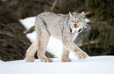 Canadian lynx in the wild - 373326245