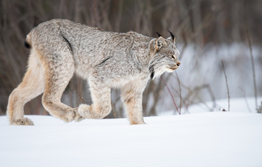 Canadian lynx in the wild