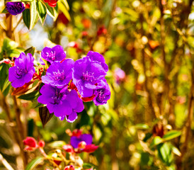 Obraz premium Flores moradas