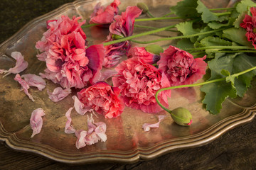 Beautiful pink terry poppies on an antique silver tray, like the idea of a concept, artdecor.