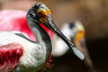 Portrait of Roseate Spoonbill (Platalea ajaja)