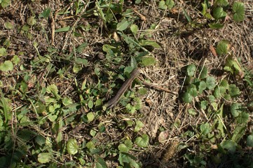 Brown lizard without a tail among dry blades of grass and green leaves