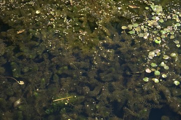 Weaving of algae, duckweed leaves and snail shell on the water surface