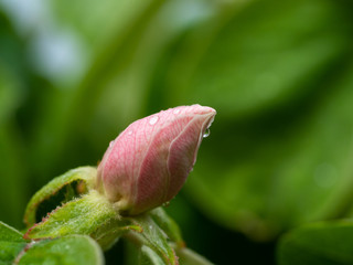 Close up of thebud of quince flower in spring, with water drops.