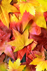 Background with group autumn orange leaves. Outdoor.