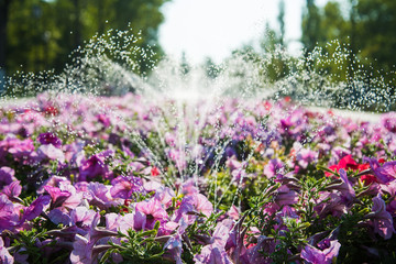 Watering lawn and flowers in the morning in park